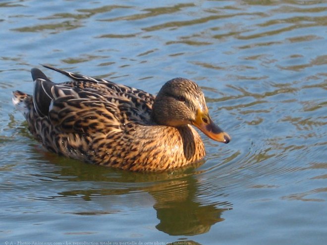 Photo de Canard colvert