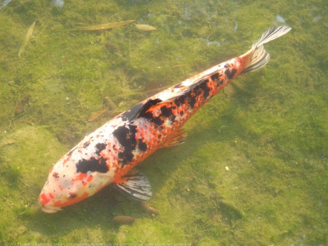 Photo de Poissons rouges