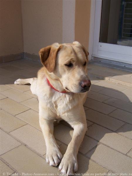 Photo de Labrador retriever