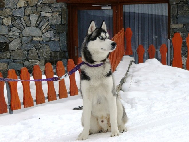 Photo de Husky siberien