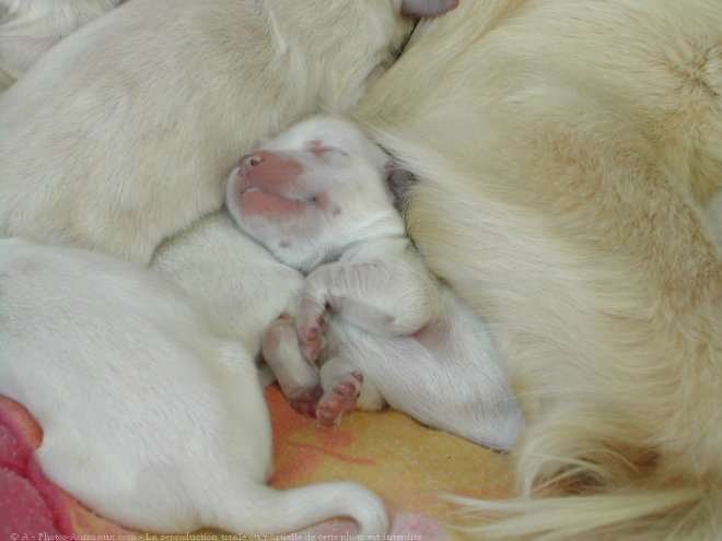 Photo de Golden retriever