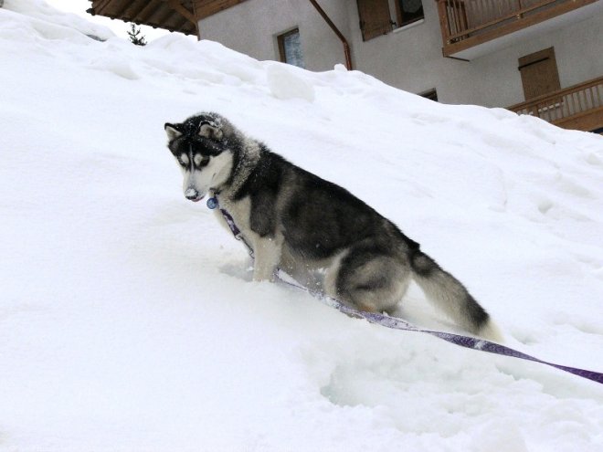 Photo de Husky siberien