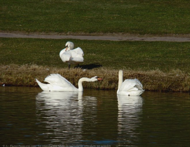 Photo de Cygne