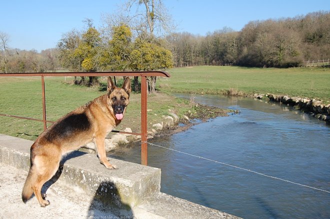 Photo de Berger allemand  poil court