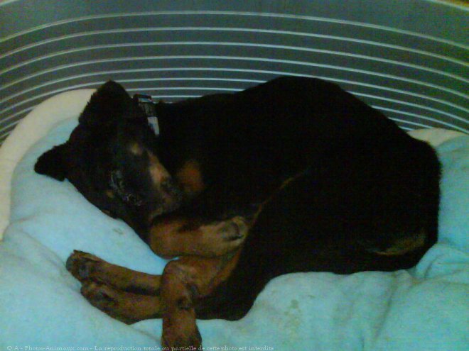 Photo de Rottweiler