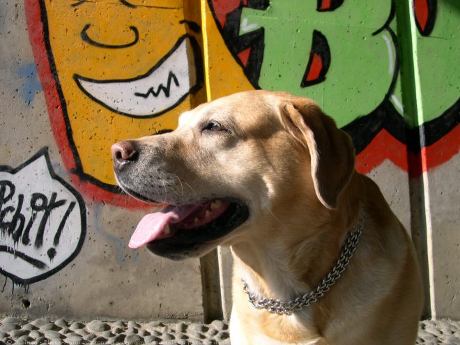 Photo de Labrador retriever