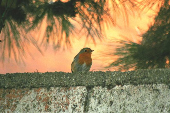 Photo de Rouge gorge