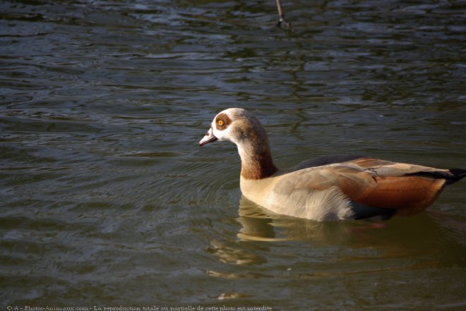 Photo de Canard