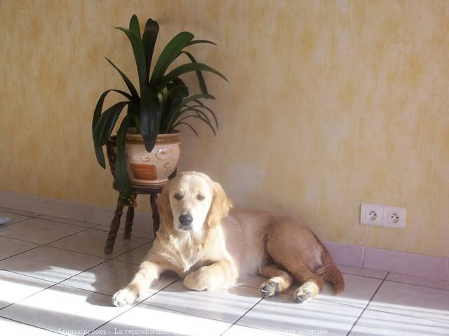 Photo de Golden retriever