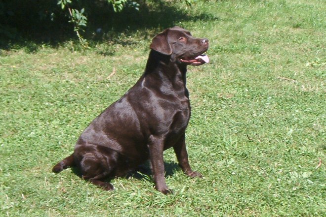 Photo de Labrador retriever