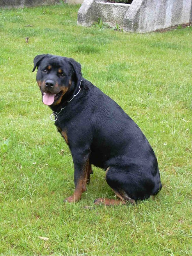 Photo de Rottweiler