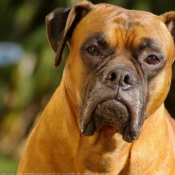 Photo de Boxer