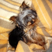 Photo de Yorkshire terrier