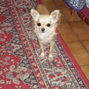 Photo de Chihuahua  poil long