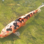 Photo de Poissons rouges