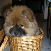 Photo de Chow chow