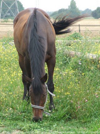 Photo d'Anglo-arabe