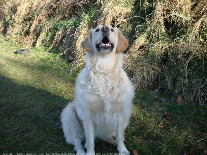 Photo de Golden retriever