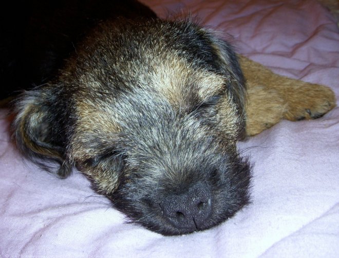 Photo de Border terrier