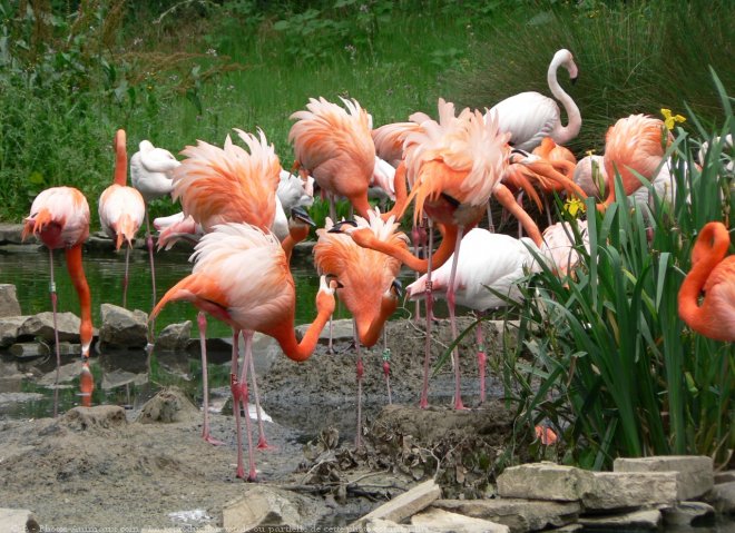 Photo de Flamand rose