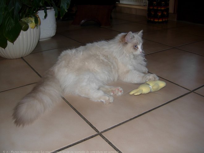 Photo de Ragdoll