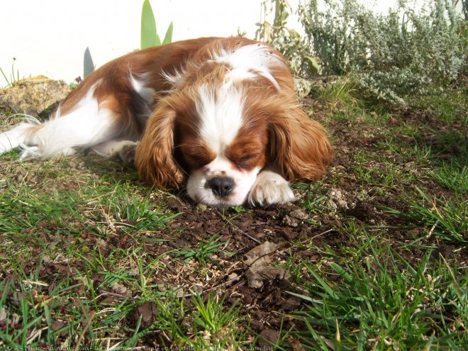 Photo de Cavalier king charles spaniel