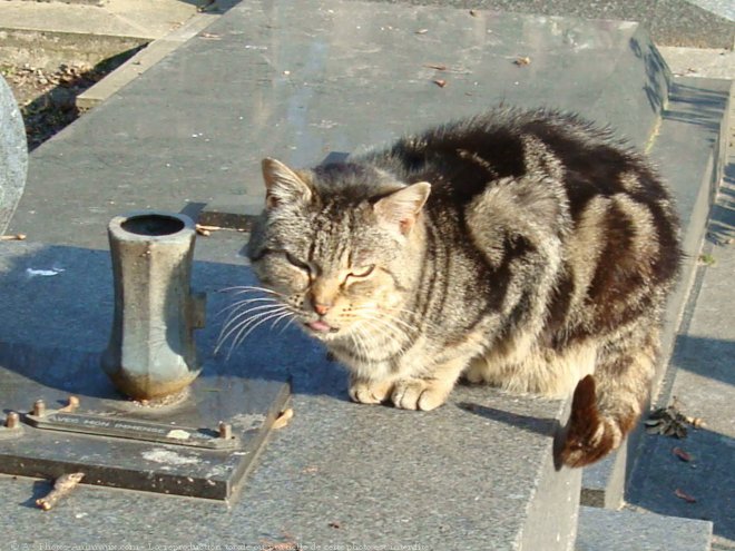 Photo de Chat domestique