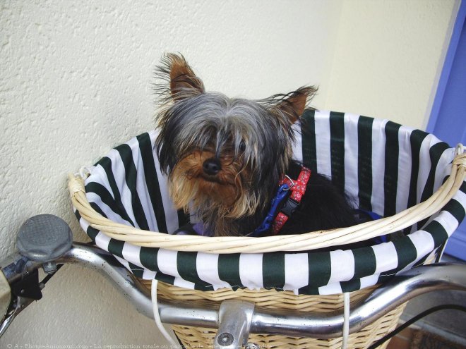 Photo de Yorkshire terrier