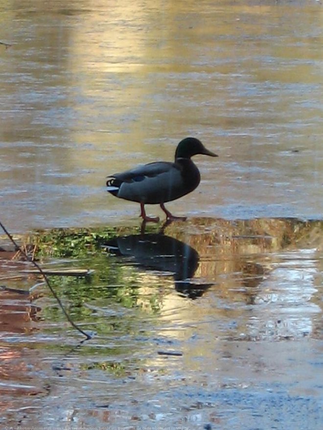 Photo de Canard colvert