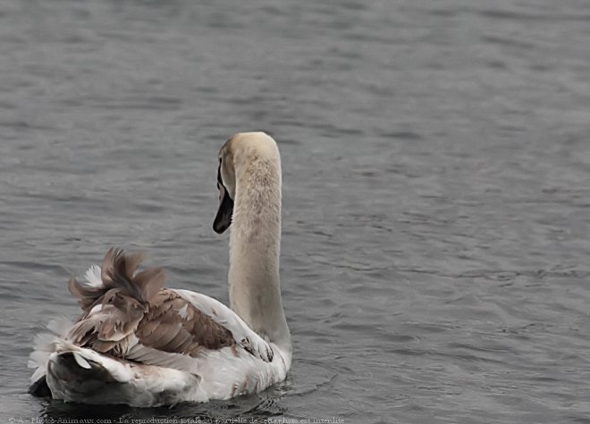 Photo de Cygne