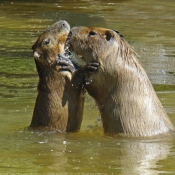 Photo de Cabiai ou capybara