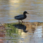 Photo de Canard colvert