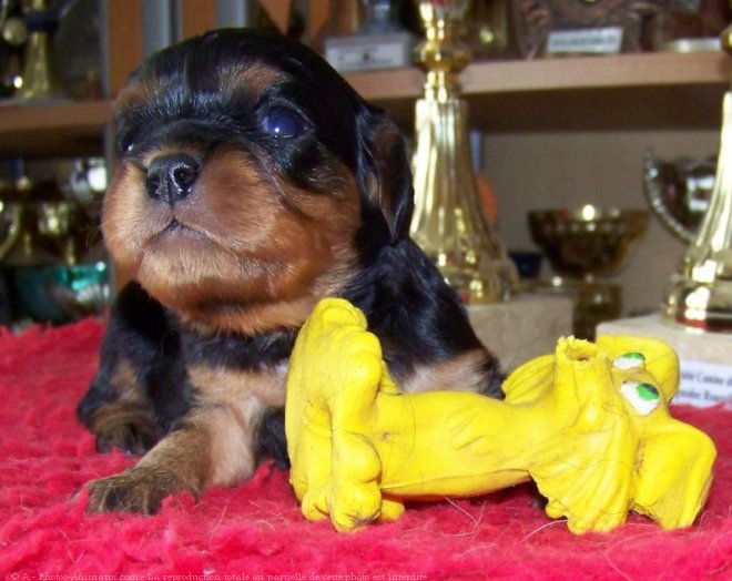 Photo de Cavalier king charles spaniel