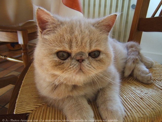 Photo d'Exotic shorthair