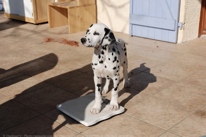 Photo de Dalmatien