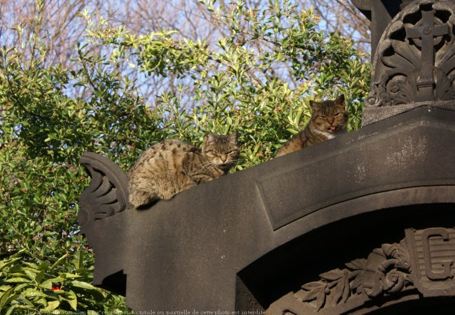 Photo de Chat domestique