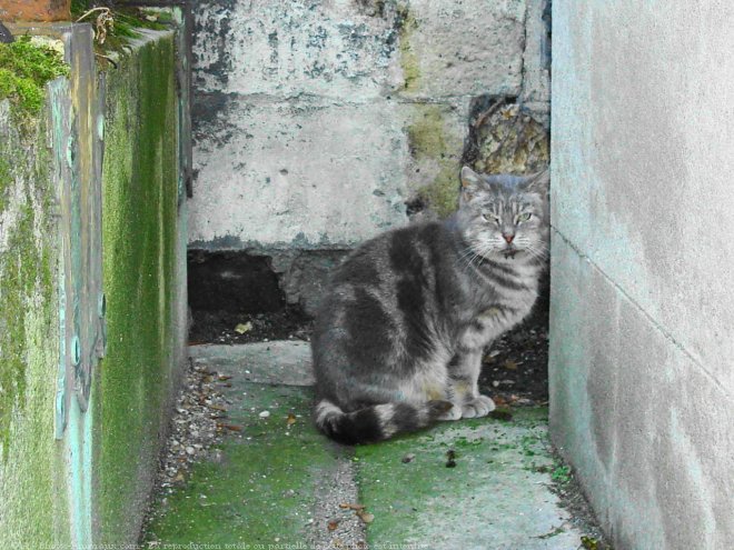 Photo de Chat domestique