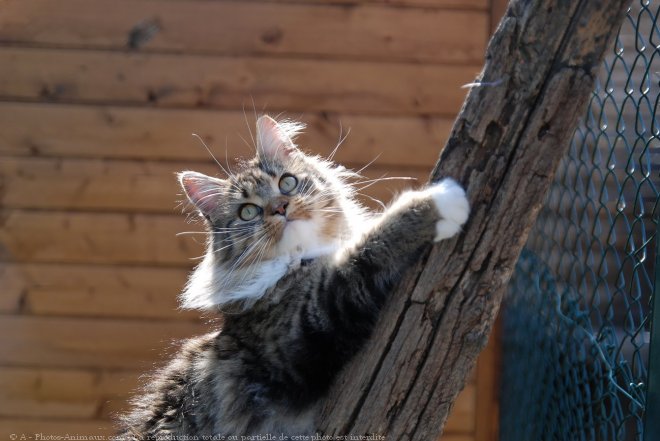 Photo de Maine coon