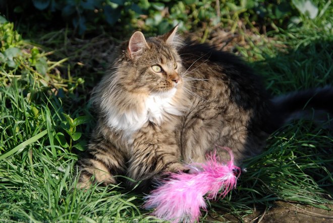 Photo de Maine coon