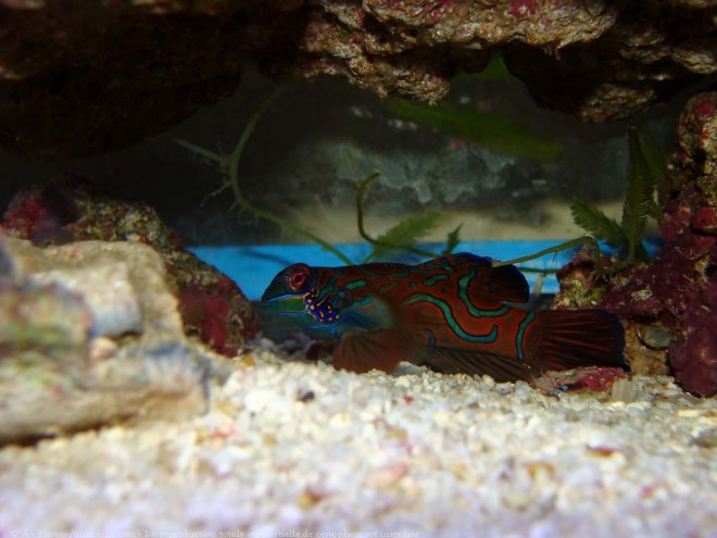 Photo de Poissons exotiques