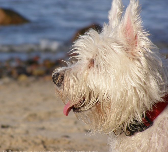 Photo de West highland white terrier