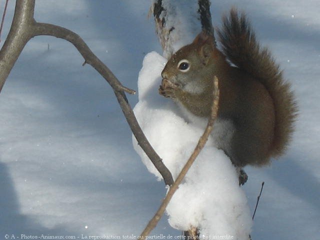 Photo d'Ecureuil