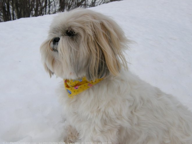 Photo de Shih tzu