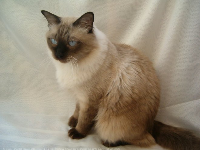 Photo de Sacr de birmanie