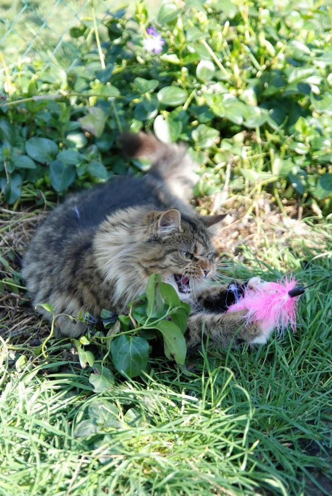 Photo de Maine coon