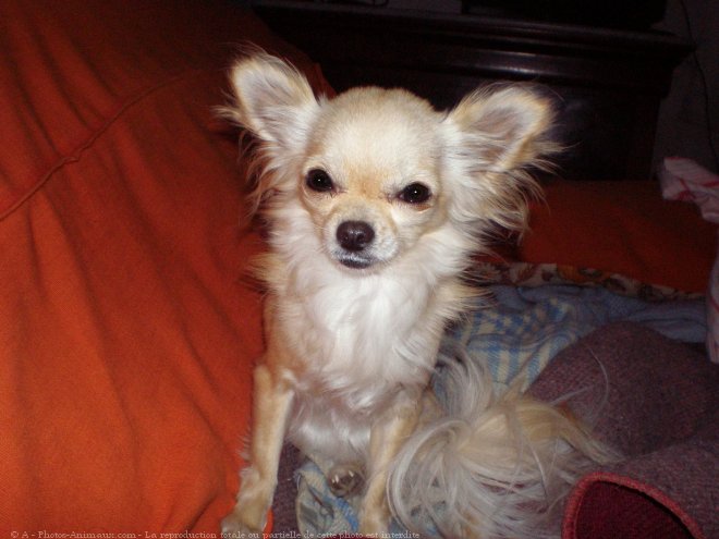 Photo de Chihuahua  poil long