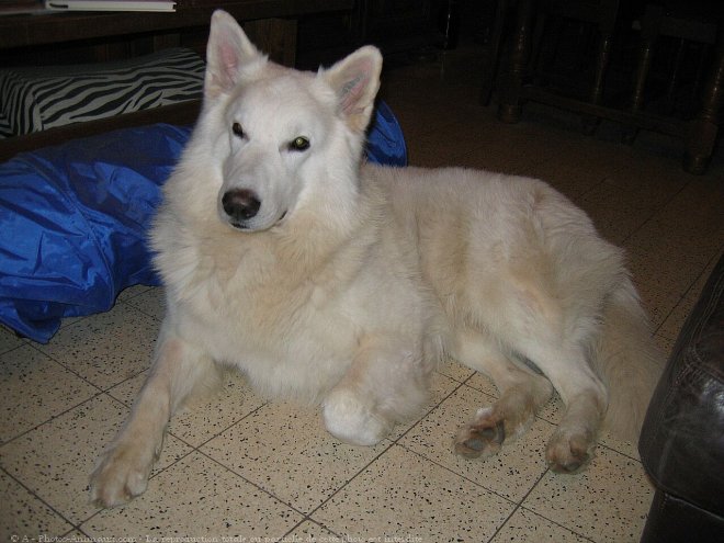 Photo de Berger blanc suisse