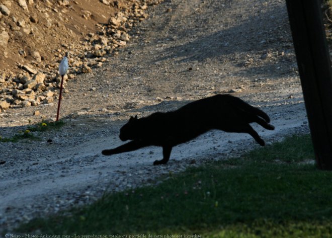 Photo de Races diffrentes