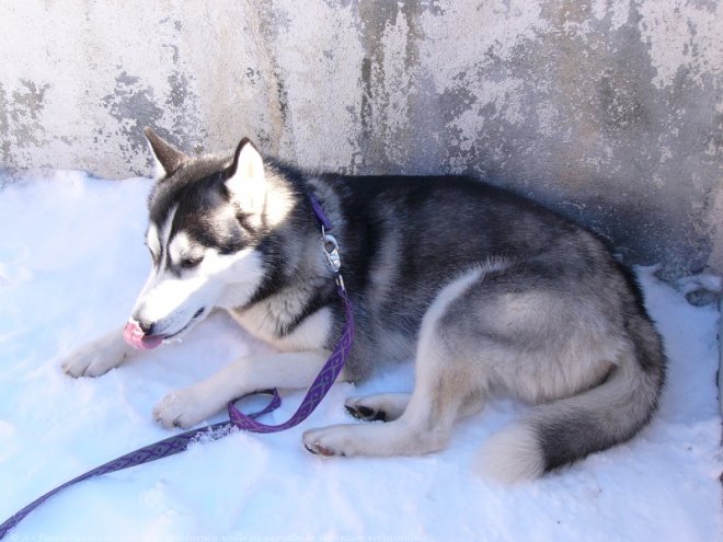 Photo de Husky siberien