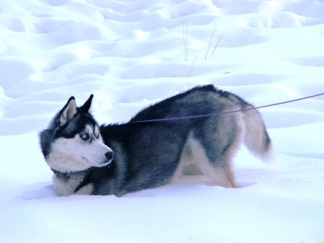 Photo de Husky siberien